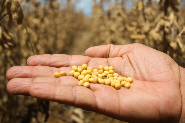 Estiagem reduz qualidade da soja e preço cai 6,5% em MS