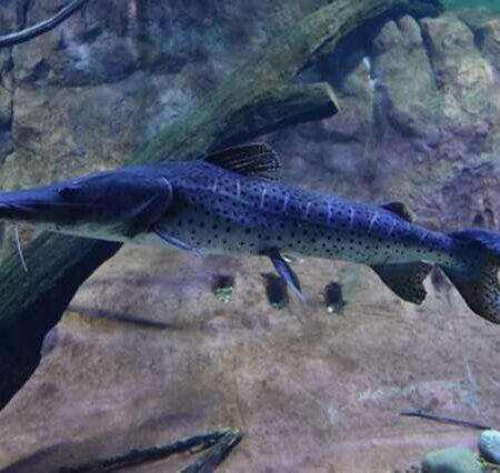 Bioparque Pantanal será vitrine de conservação de espécies migratórias na COP15