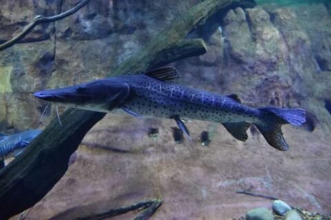 Bioparque Pantanal será vitrine de conservação de espécies migratórias na COP15