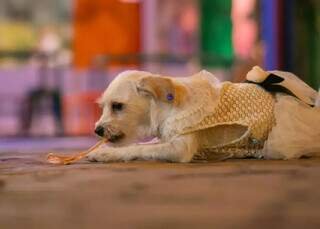 Penélope e Renan casaram no bar do 1° encontro e a cadela foi a dama
