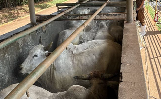 Antes de "calote", frigorífico turbinou capital social em R$ 30 milhões 