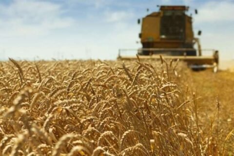 Queda no preço do trigo garante desconto de até 26,5% em parcelas do Pronaf