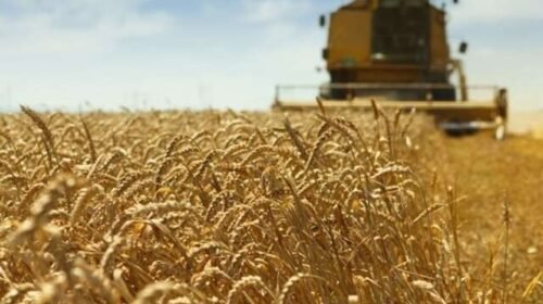 Queda no preço do trigo garante desconto de até 26,5% em parcelas do Pronaf