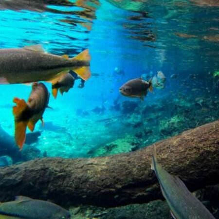 Migração de peixes despenca 81%, com reflexos nos rios Paraguai e Paraná