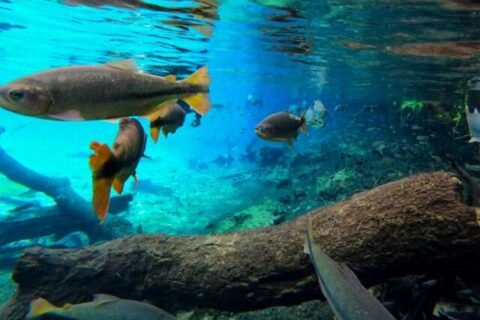 Migração de peixes despenca 81%, com reflexos nos rios Paraguai e Paraná