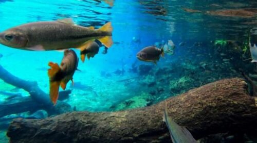 Migração de peixes despenca 81%, com reflexos nos rios Paraguai e Paraná