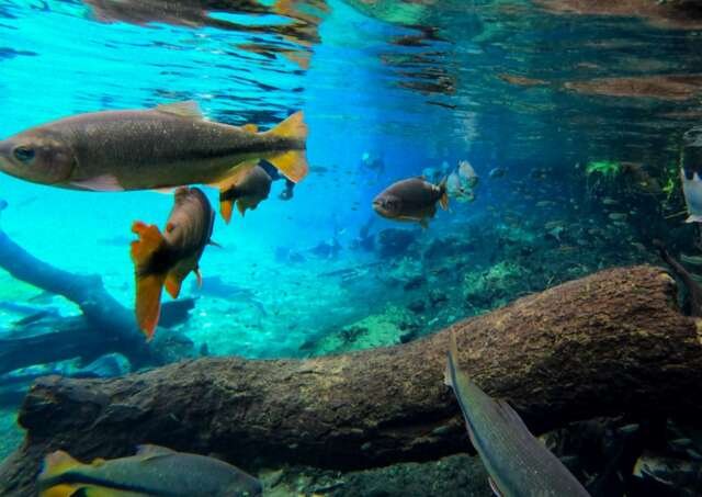 Migração de peixes despenca 81%, com reflexos nos rios Paraguai e Paraná