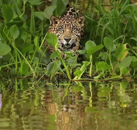 Onças e humanos podem coexistir, mas convivência tem limites, diz pesquisadora