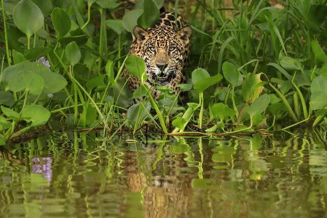Onças e humanos podem coexistir, mas convivência tem limites, diz pesquisadora