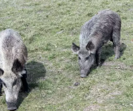 Pesquisa nacional quer mapear a presença de javalis no campo