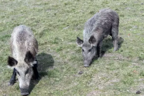 Pesquisa nacional quer mapear a presença de javalis no campo
