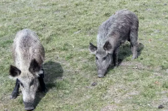 Pesquisa nacional quer mapear a presença de javalis no campo