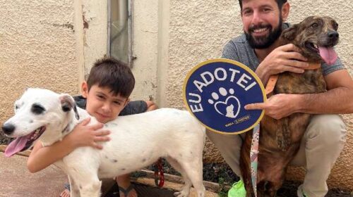 Praça da Bolívia terá feira de adoção exclusiva de cães adultos