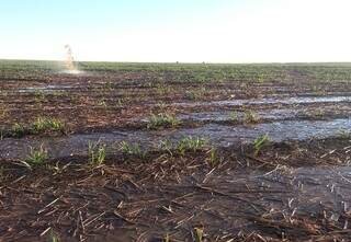 STJ dá vitória a 45 fazendeiros contra usina por infestação de moscas da cana