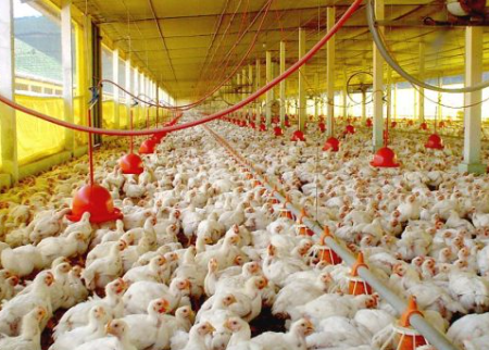 Iagro abre consulta pública sobre controle de salmonella na avicultura