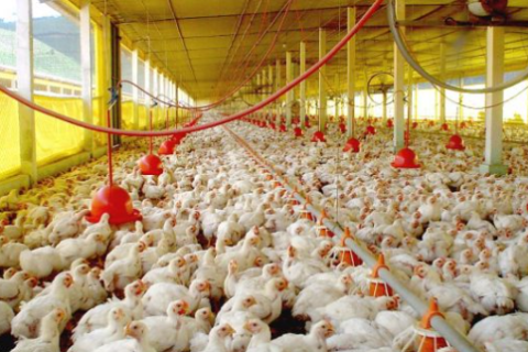 Iagro abre consulta pública sobre controle de salmonella na avicultura