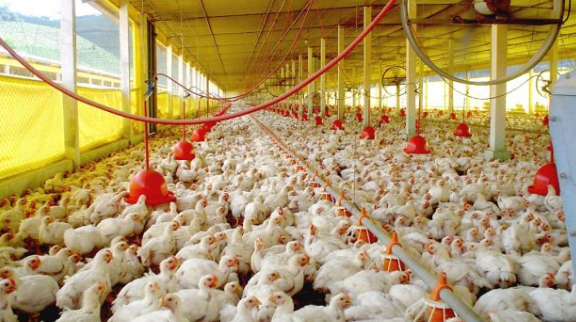 Iagro abre consulta pública sobre controle de salmonella na avicultura