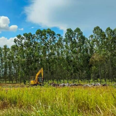 Assembleia discute impactos ambientais do avanço do eucalipto em MS