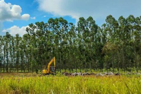 Assembleia discute impactos ambientais do avanço do eucalipto em MS
