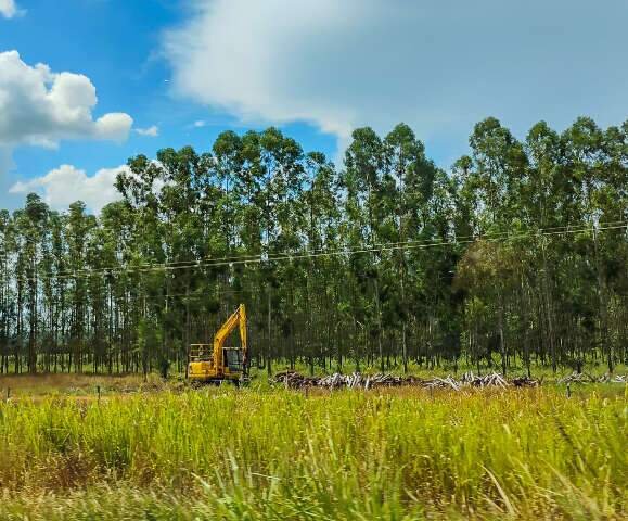 Assembleia discute impactos ambientais do avanço do eucalipto em MS