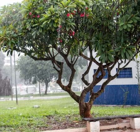 MS entra em alerta para chuvas intensas e risco de grande acumulado até domingo