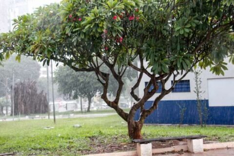 MS entra em alerta para chuvas intensas e risco de grande acumulado até domingo