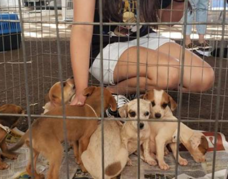 Feira de adoção de cães resgatados acontece neste domingo