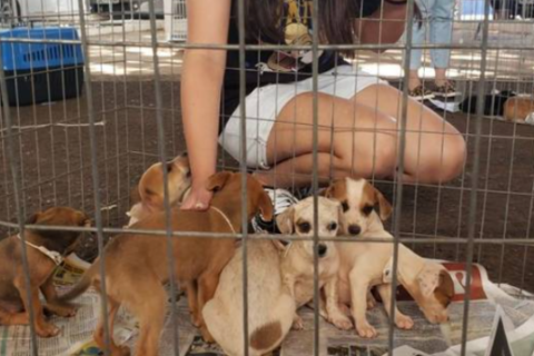 Feira de adoção de cães resgatados acontece neste domingo