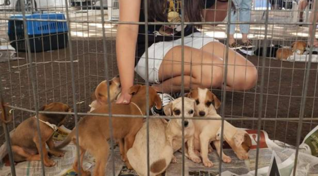 Feira de adoção de cães resgatados acontece neste domingo