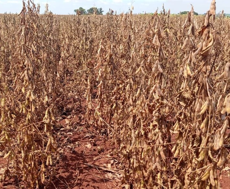 Estiagem atinge 640 mil hectares de soja no sul do Estado