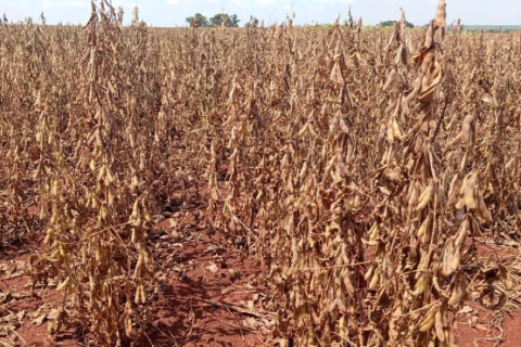 Estiagem atinge 640 mil hectares de soja no sul do Estado