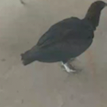 Urubu visita lanchonete, pousa em carro e vira atração no Santa Carmélia