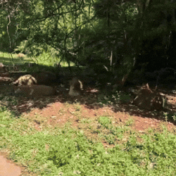 Seriema vira mais uma do bando entre capivaras no Parque das Nações