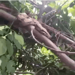Com boom do esporte no Parque dos Poderes, jiboia surge para dar boas-vindas