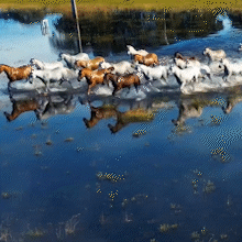 Vídeo de cavalos no Pantanal impressiona e parece cena de cinema real