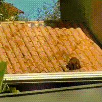 Macaco-prego invade cozinha de condomínio no Parque dos Poderes