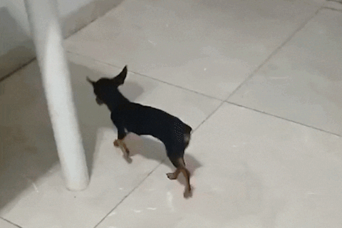 Dona Moela tem pata calcificada, pula de dor e precisa de ajuda