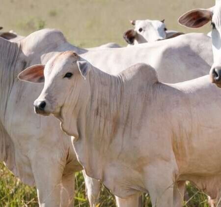 Vacina contra bactérias em bovinos some do mercado em MS
