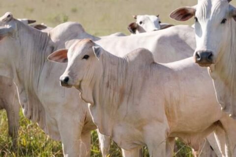 Vacina contra bactérias em bovinos some do mercado em MS