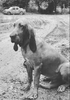 Combateu o bom combate: Morre “Chefão”, cão farejador dos bombeiros Combateu o bom combate: Morre “Chefão”, cão farejador dos bombeiros