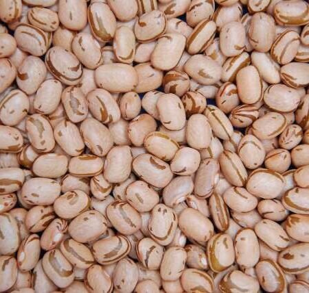 Definida janela do plantio de feijão para reduzir risco climático na safra