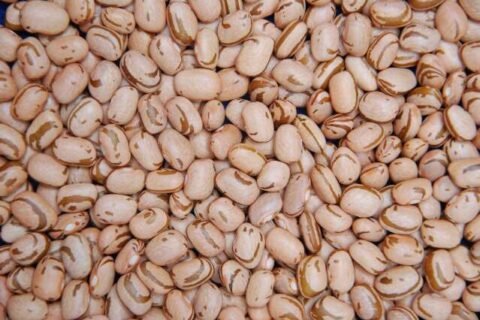 Definida janela do plantio de feijão para reduzir risco climático na safra