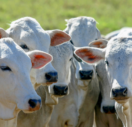 Governo amplia acesso ao crédito rural para melhorar genética de rebanhos