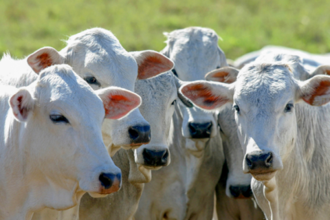 Governo amplia acesso ao crédito rural para melhorar genética de rebanhos