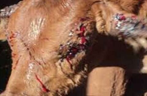 STJ dá vitória a 45 fazendeiros contra usina por infestação de moscas da cana