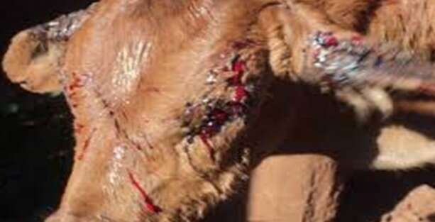 STJ dá vitória a 45 fazendeiros contra usina por infestação de moscas da cana