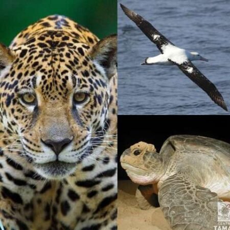 Do céu ao mar e à floresta: três espécies explicam por que a COP15 importa