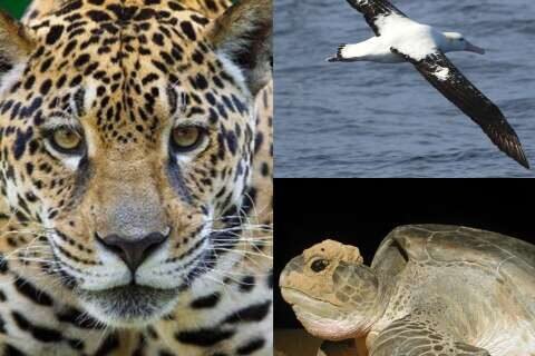 Do céu ao mar e à floresta: três espécies explicam por que a COP15 importa