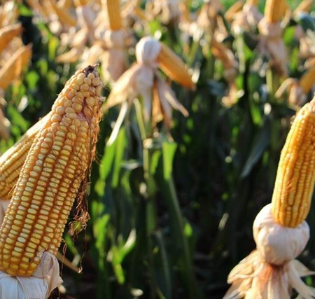 Chuvas irregulares e calor acima da média ameaçam safrinha do milho