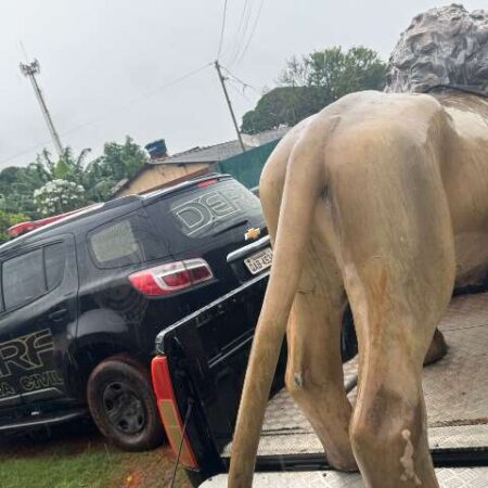 Leão furtado de hamburgueria é achado escondido no Aero Rancho